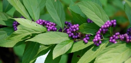 Naturescaping - American Beauty Berry