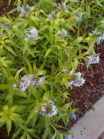 photo-51
