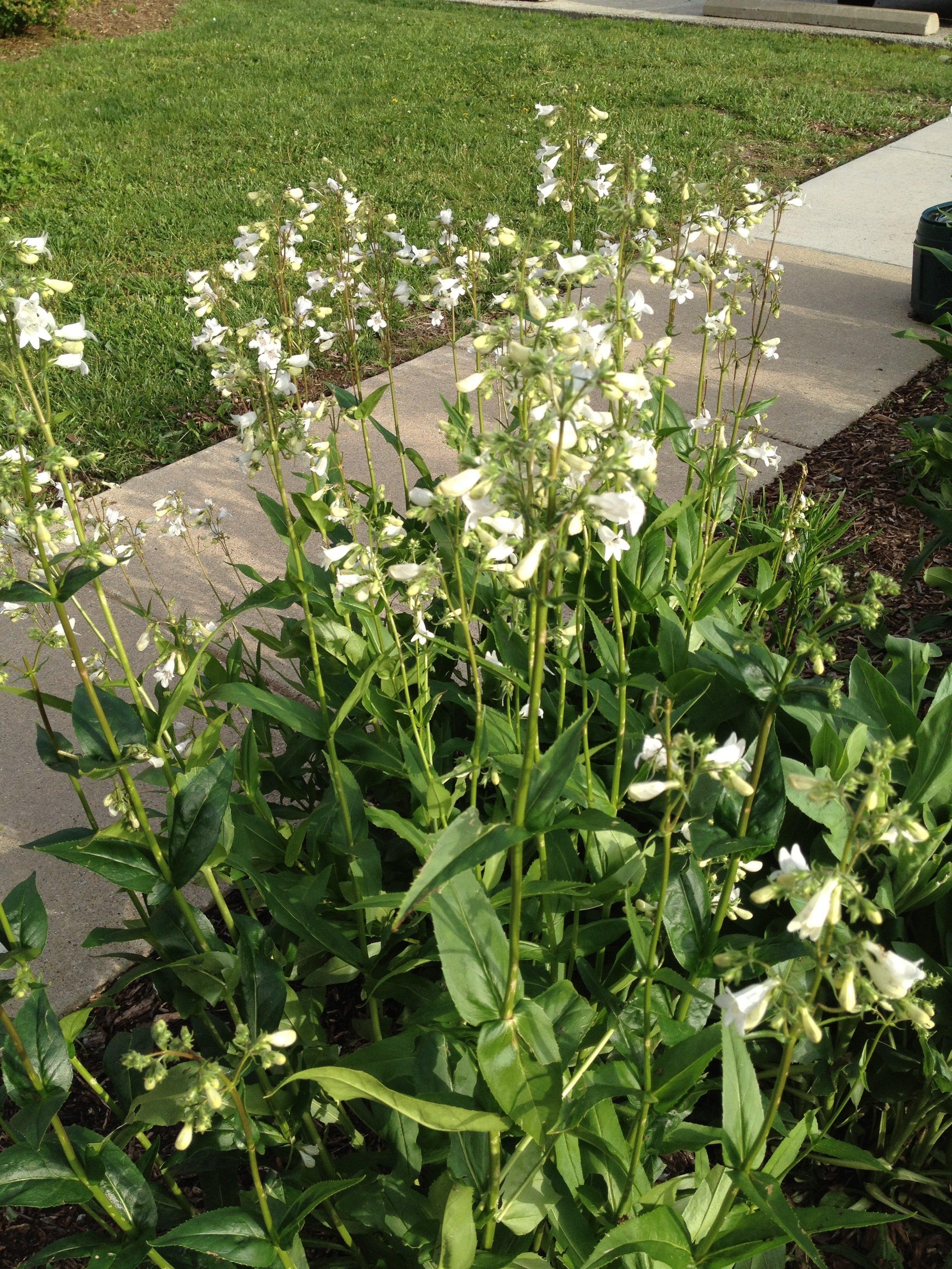 foxglove beardtongue (Penstemon digitalis)