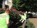 Trimming rose bushes at St. Louis City Hall