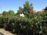 Rose bush maintenance in St. Louis, Missouri