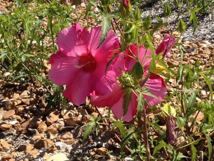 Rose Mallow in bloom Rose Mallow in bloom