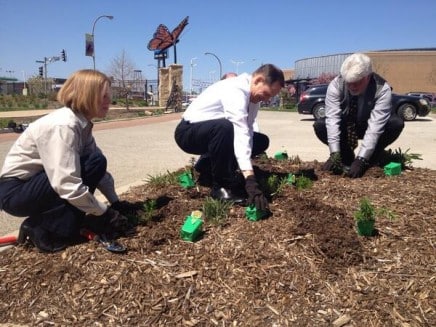 mayor slay milkweed for monarchs