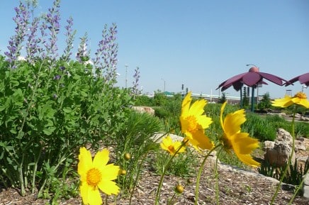 Demo Garden - flowers