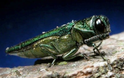 emerald ash borer - credit David Cappaert