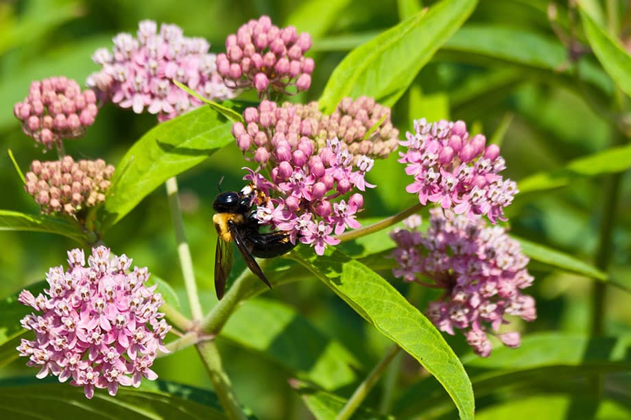 Native Plants | Brightside St. Louis