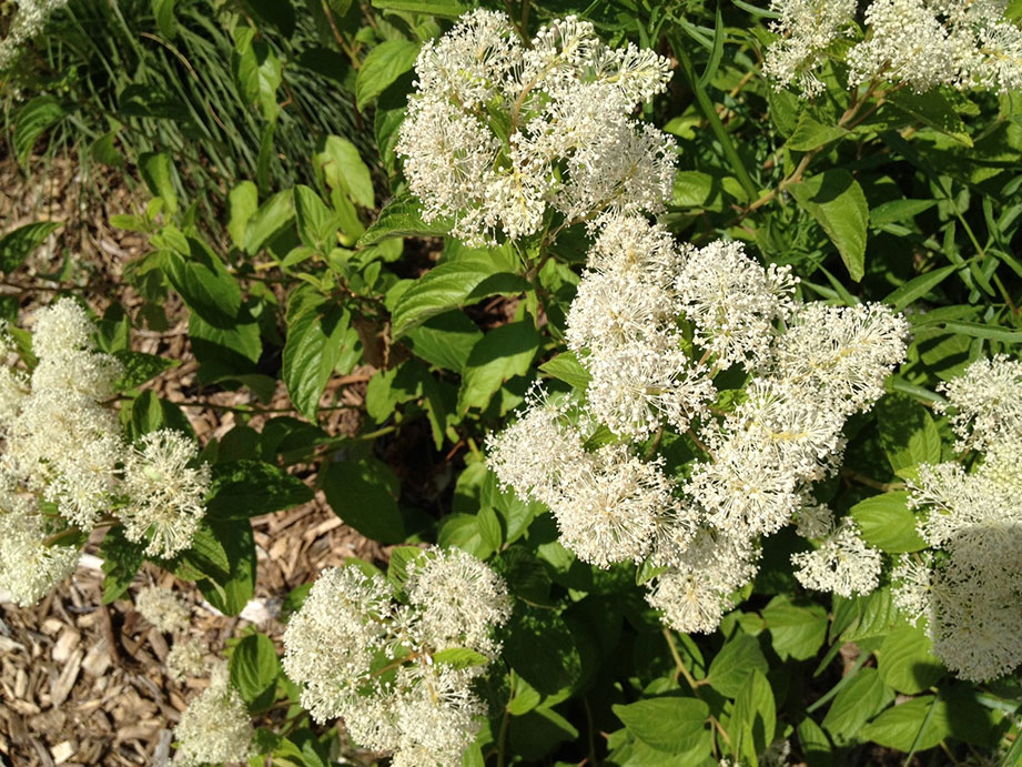 New Jersey tea (Ceanothus americanus)