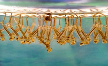 mosquitoes-eggs-in-standing-water