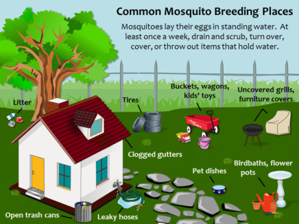 Mosquito prevention graphic