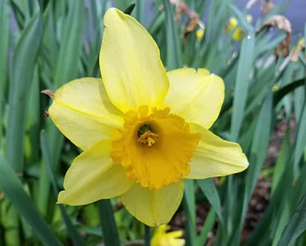 Carlton Daffodils