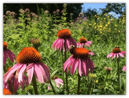 Bee in Bellerive Park