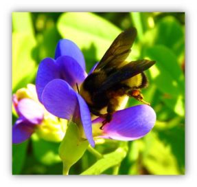 Bumble Bee on Blue False Indigo