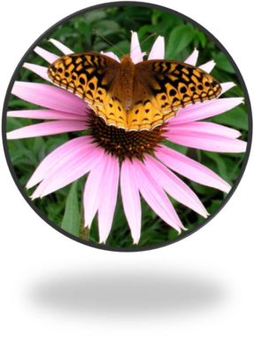 Butterfly on Flower