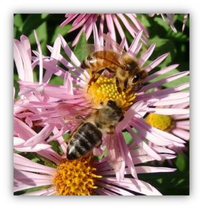 Honey Bees on NE Aster