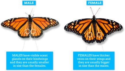 Male vs. Female Monarch