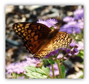 Meadow Frittilary Butterfly on Mist Flower