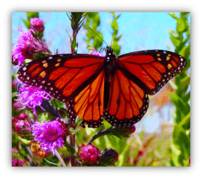 Monarch on Button Blazing Star