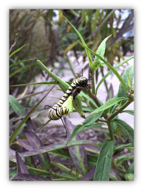 Monarch Caterpillar