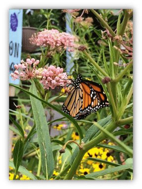 Monarch in Baden Community Garden