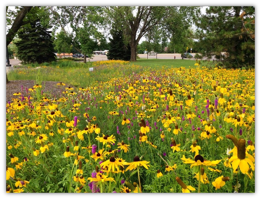 Urban Prairie Photo