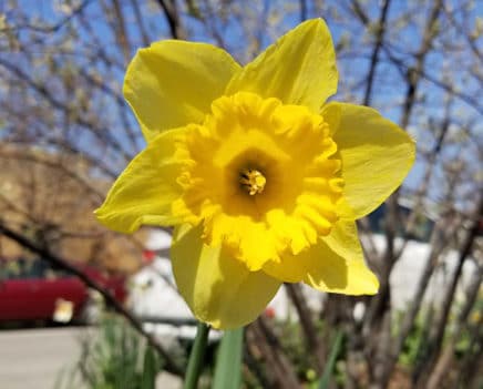 Yellow Carlton Daffodils