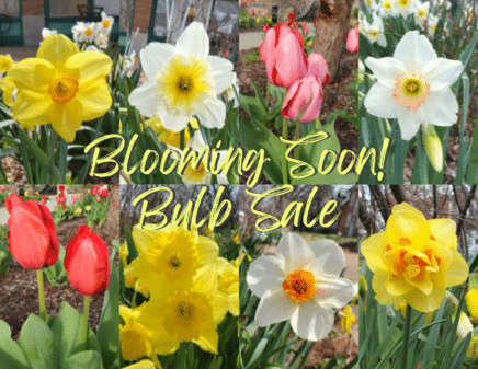 Blooming Soon Bulb Sale. Variety of flowers.