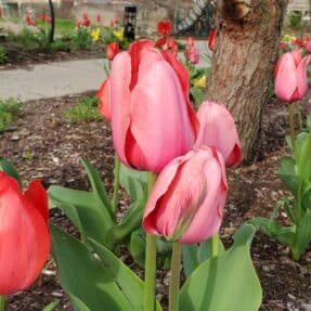 Pink tulips