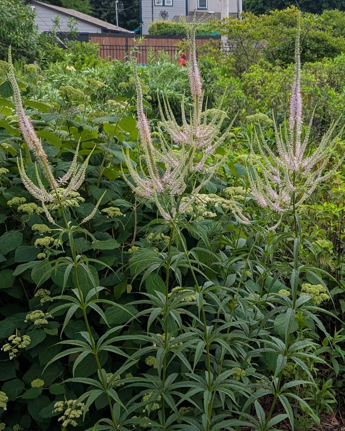 Culver's root (Veronicastrum virginicum)