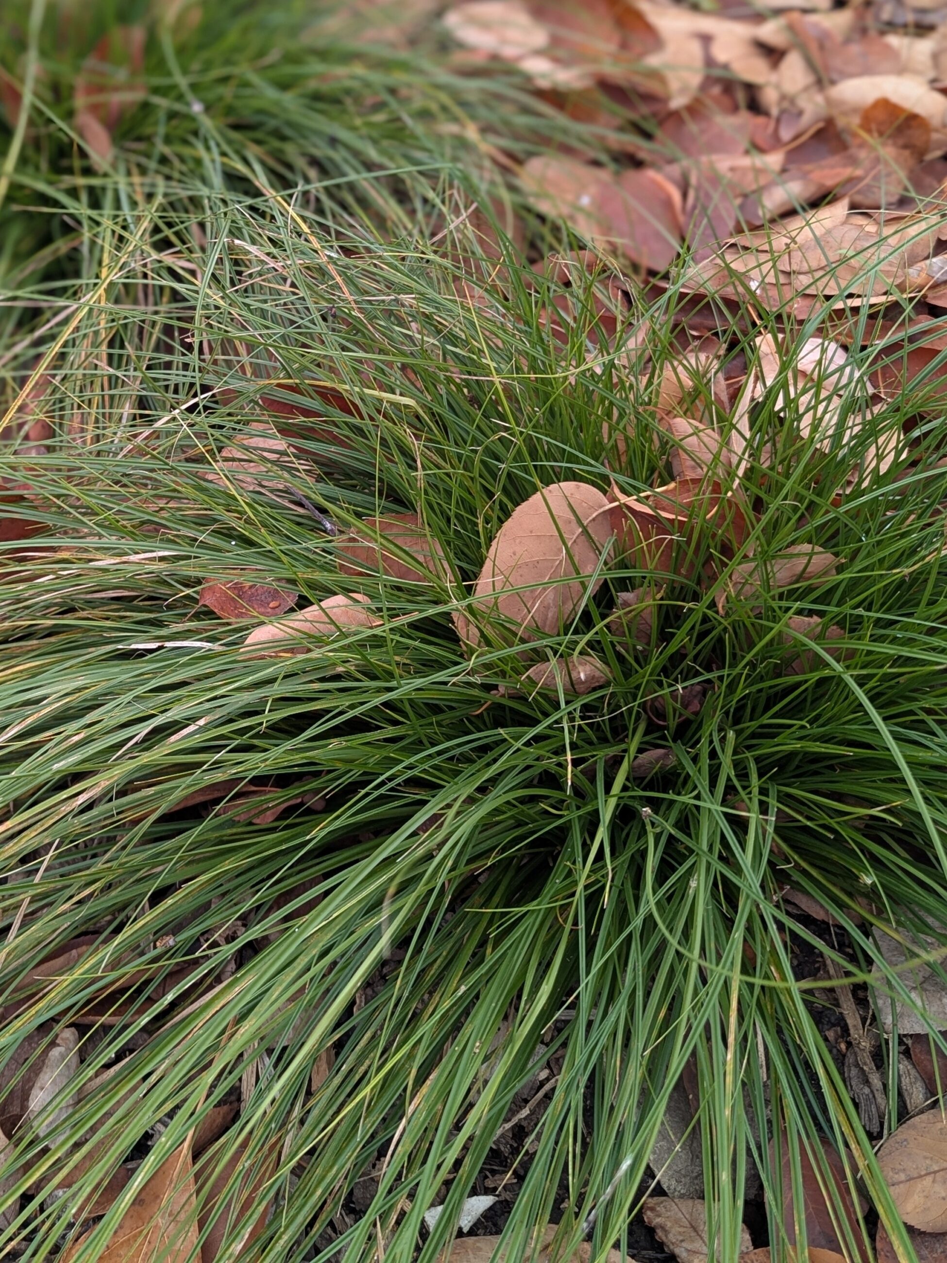 oak sedge (Carex albicans)