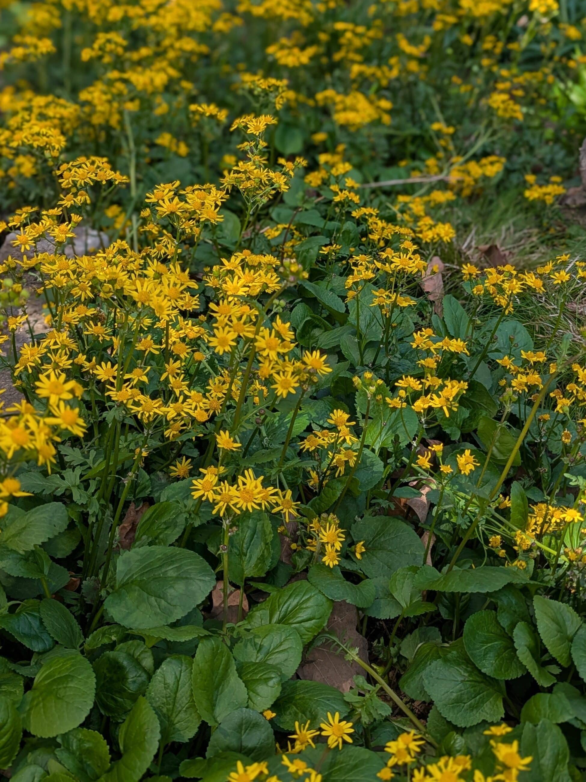roundleaf groundsel (Packera obovata)